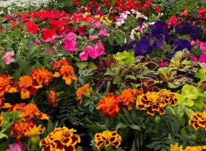 Vivaio Mont Fallère,