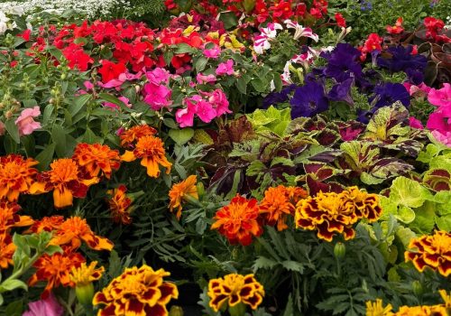 Vivaio Mont Fallère,