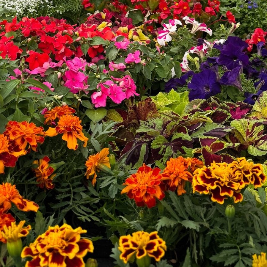 Vivaio Mont Fallère,