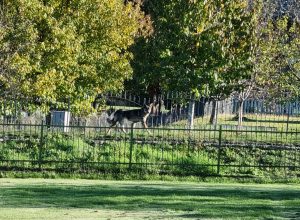 L'animale avvistato a Chevrot di Gressan