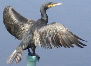 Cormorano