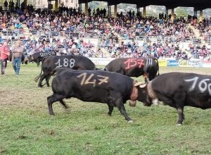 La Finale regionale delle Batailles de reines 2023