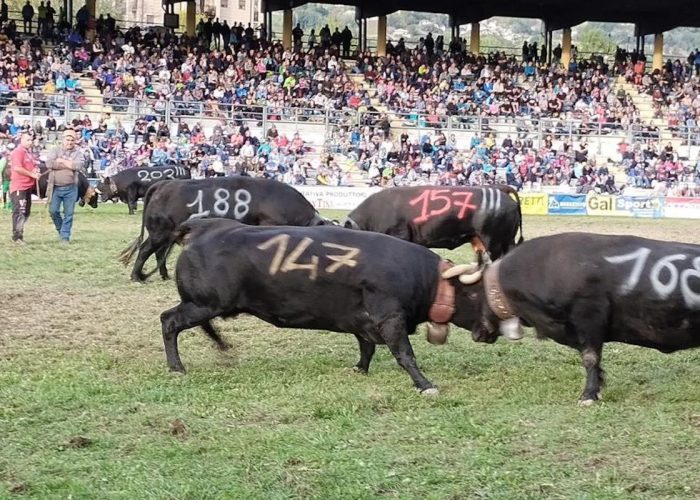 La Finale regionale delle Batailles de reines 2023