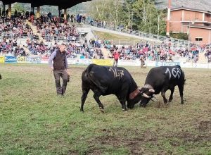 La Finale regionale delle Batailles de reines 2023