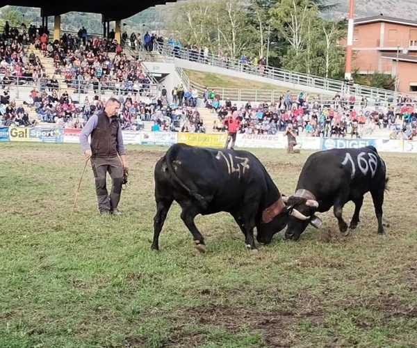 La Finale regionale delle Batailles de reines 2023