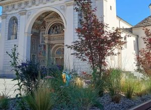 Acero giapponese - Verde pubblico Aosta