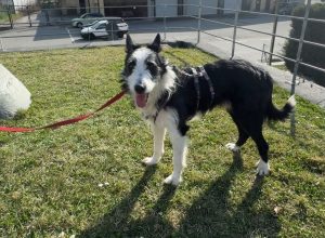 Adotta un amico Stone