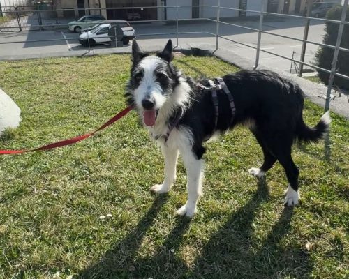 Adotta un amico Stone