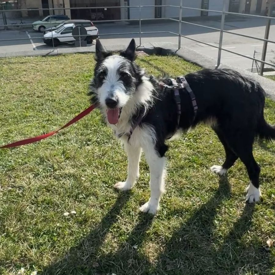 Adotta un amico Stone