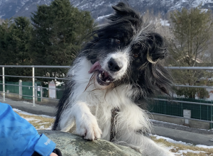 Adotta un amico Tommy