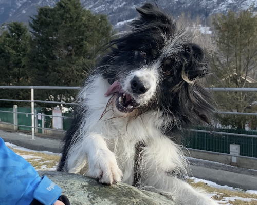 Adotta un amico Tommy