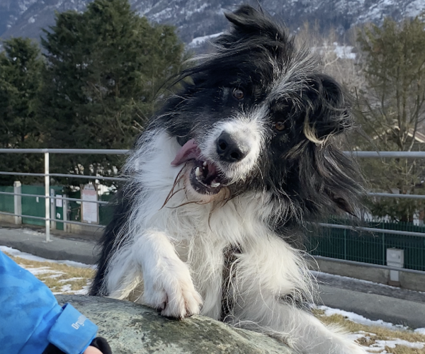 Adotta un amico Tommy