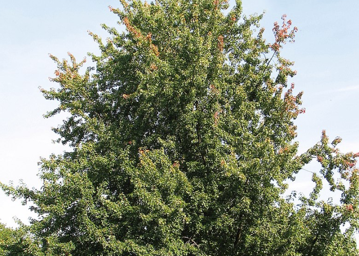 Albero Acero