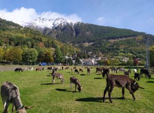 Gli animali sotto sequestro.