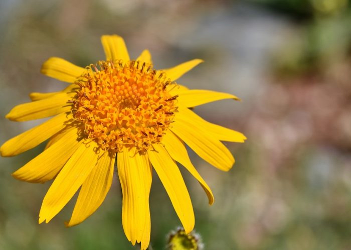 Arnica