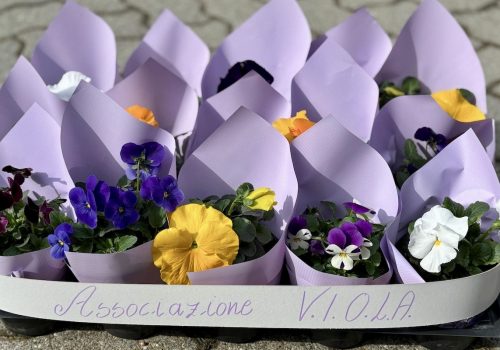Associazione VIOLA - viole - violette