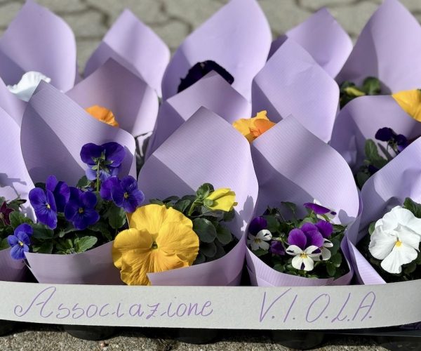 Associazione VIOLA - viole - violette