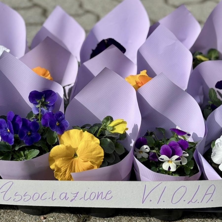 Associazione VIOLA - viole - violette