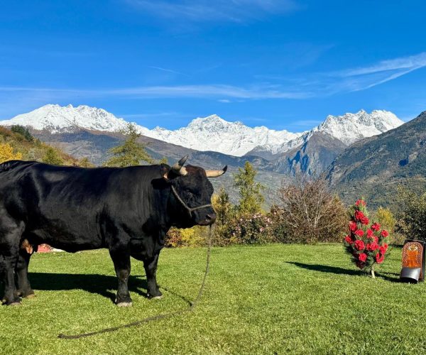 La bovina al pascolo davanti alla sua stalla di Arpuilles, sulla collina di Aosta