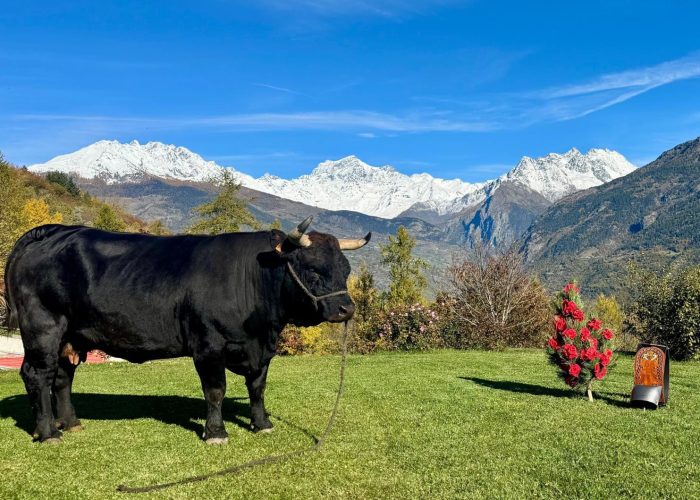 La bovina al pascolo davanti alla sua stalla di Arpuilles, sulla collina di Aosta