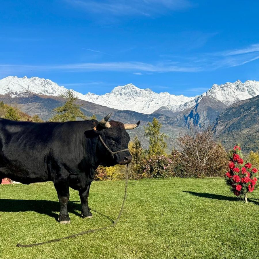 La bovina al pascolo davanti alla sua stalla di Arpuilles, sulla collina di Aosta