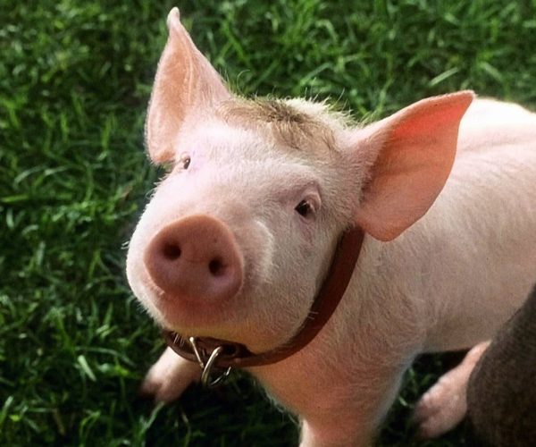 Babe Maialino coraggioso