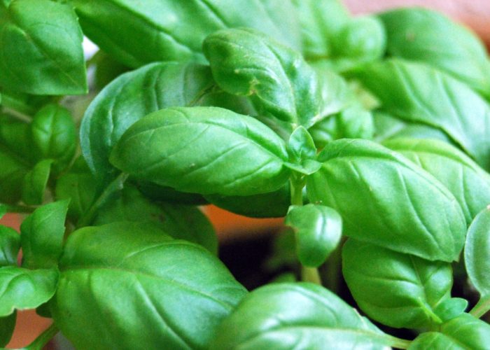 Basilico