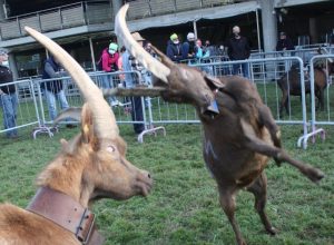 Batailles des Chèvres Croix Noire