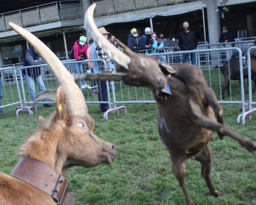 Batailles des Chèvres Croix Noire Batailles des Chèvres Croix Noire
