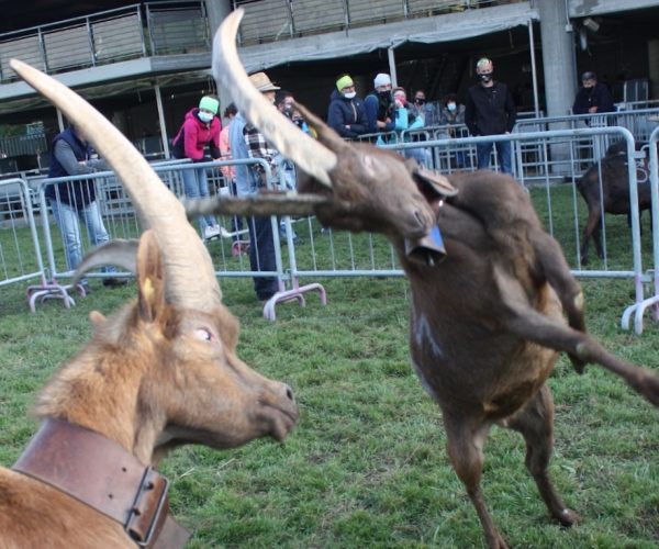Batailles des Chèvres Croix Noire