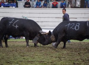 Batailles des Reines