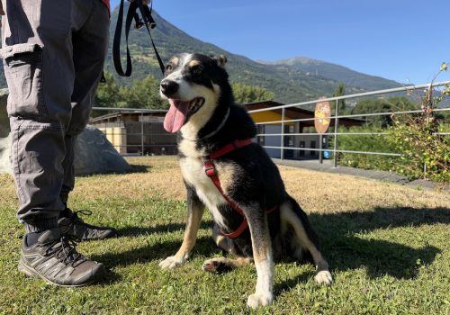 Birba adotta un amico