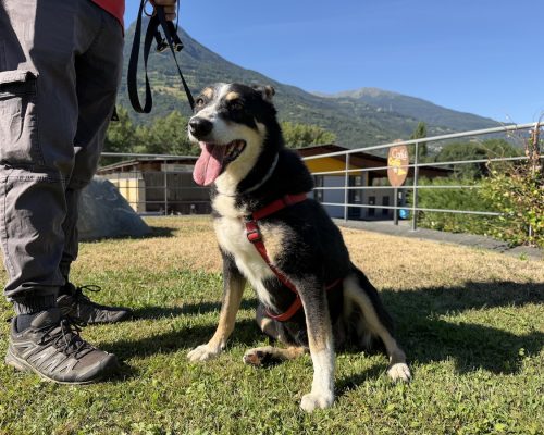 Birba adotta un amico