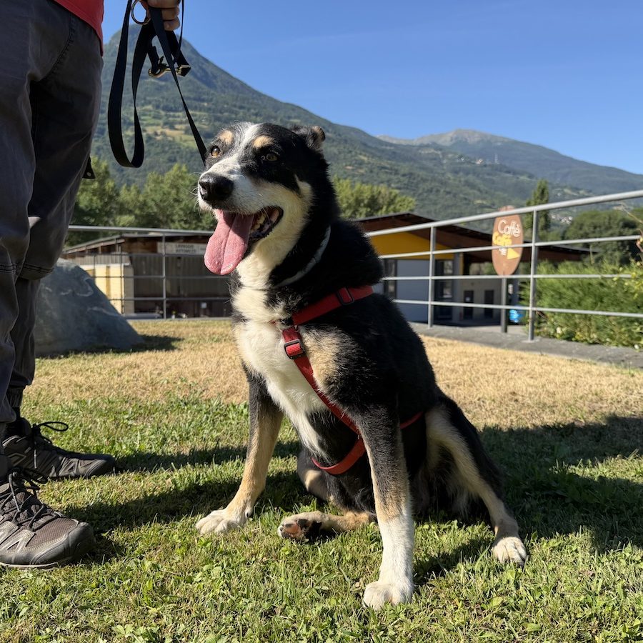 Birba adotta un amico