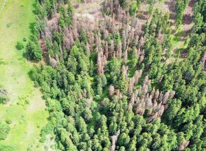 processionaria, boschi, alberi malati