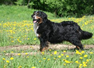Un Bovaro del bernese (foto d'archivio).