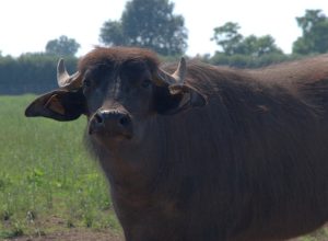 Una bufala mediterranea (foto d'archivio).