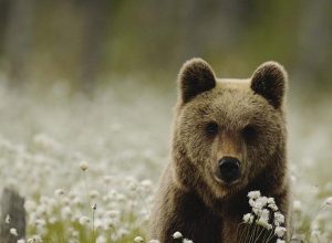 Un orso bruno - Archivio Servizio Foreste e fauna Provincia autonoma di Trento