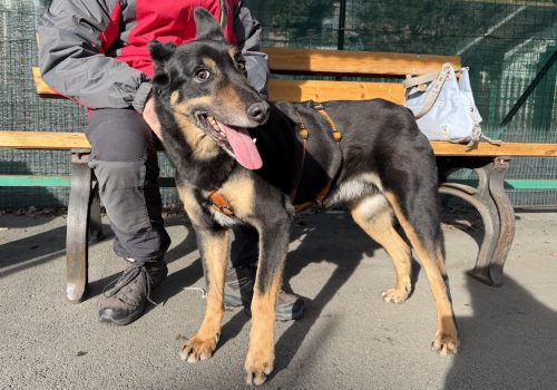 PLIN canile e gattile regionale