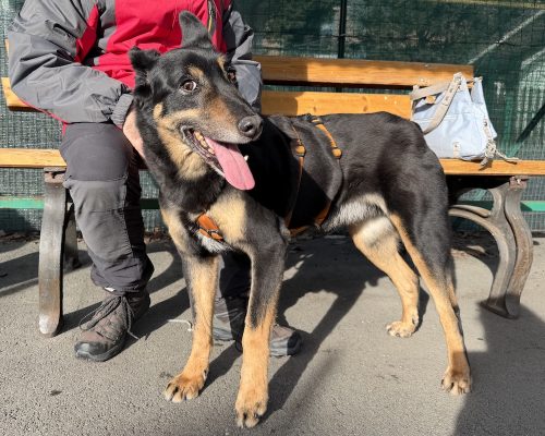 PLIN canile e gattile regionale