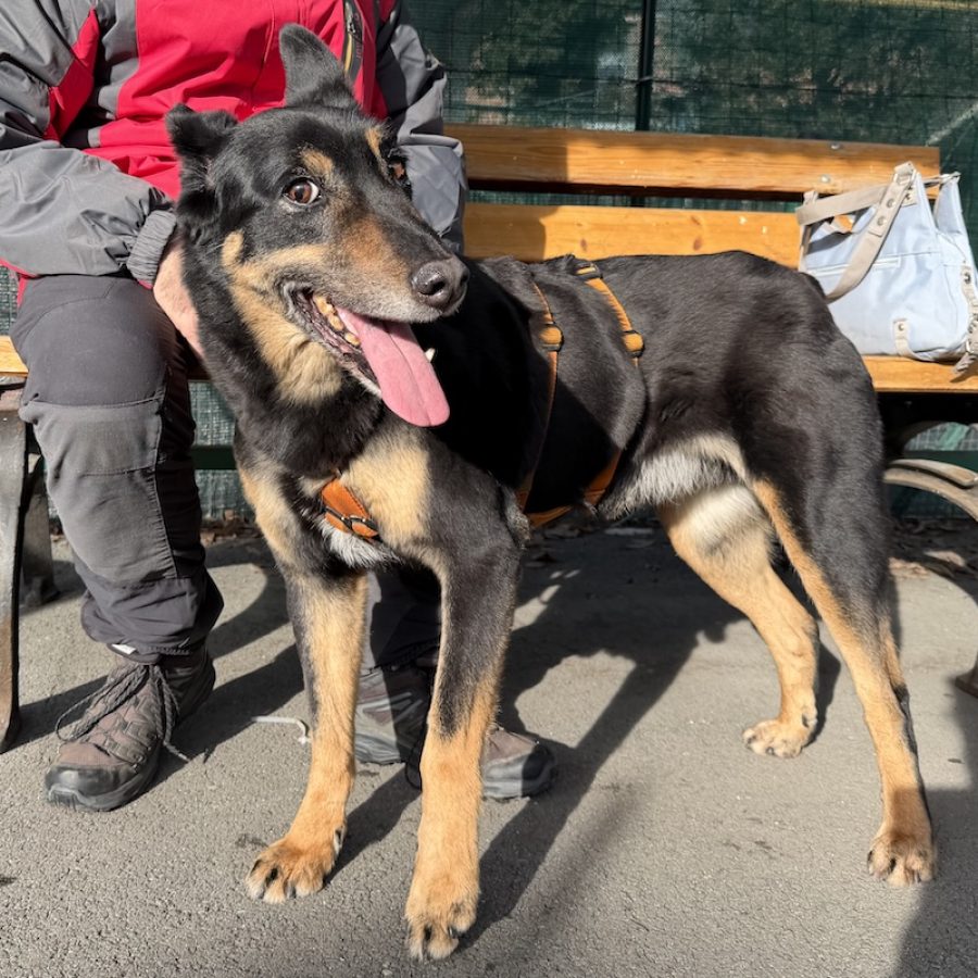 PLIN canile e gattile regionale