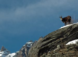 Camosci in Amore_Guide Trek Alps