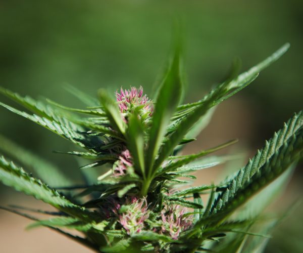 Canapa Piccolo laboratorio alpino