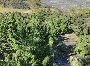 Una coltivazione nell'azienda di Semeraro.