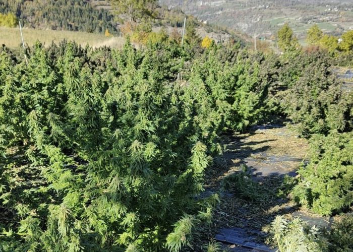 Una coltivazione nell'azienda di Semeraro.