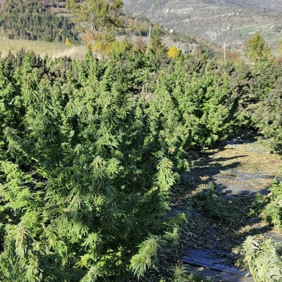 Una coltivazione nell'azienda di Semeraro.