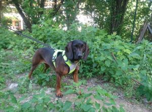 Il cane molecolare Jacky.