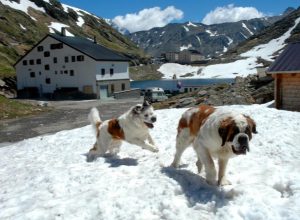 Cani Gran San Bernardo