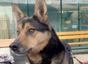 Caria Adotta un amico