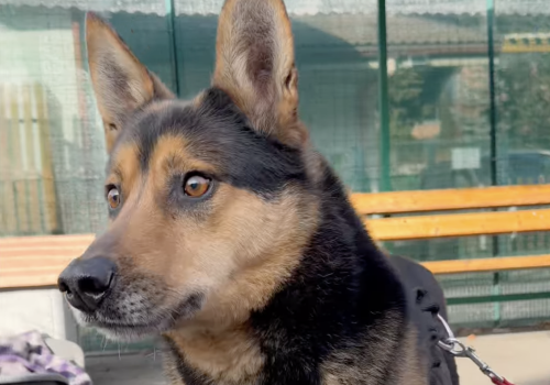 Caria Adotta un amico